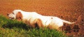 Setter Anglais HERM DE L'OREE DU BOIS BECASSES Setter Anglais HERM DE L'OREE DU BOIS BECASSES